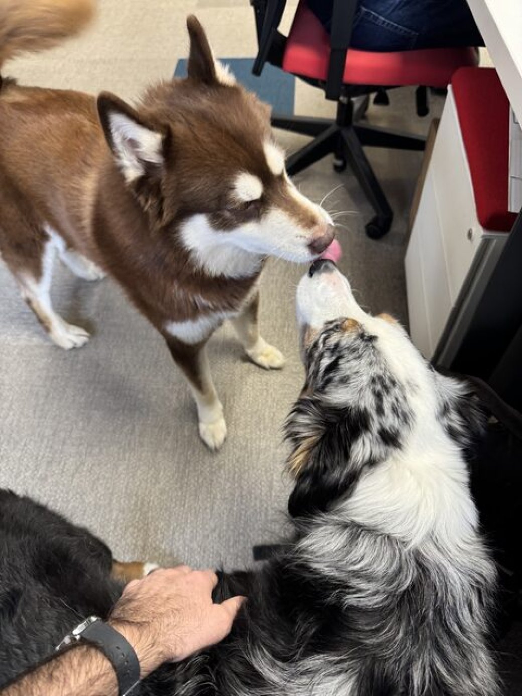 Deux chiens qui se rencontrent dans les locaux de Rix
